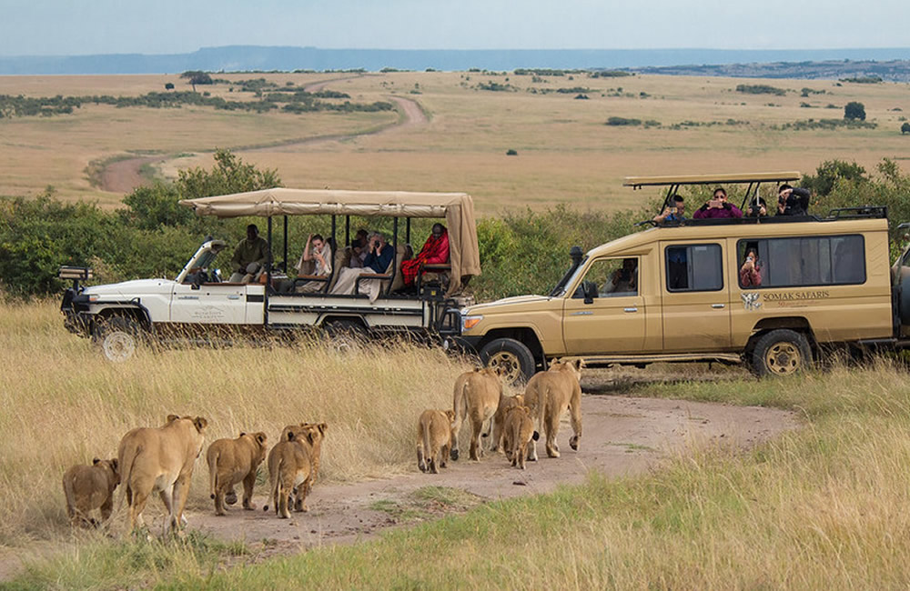 Tanzania Safari